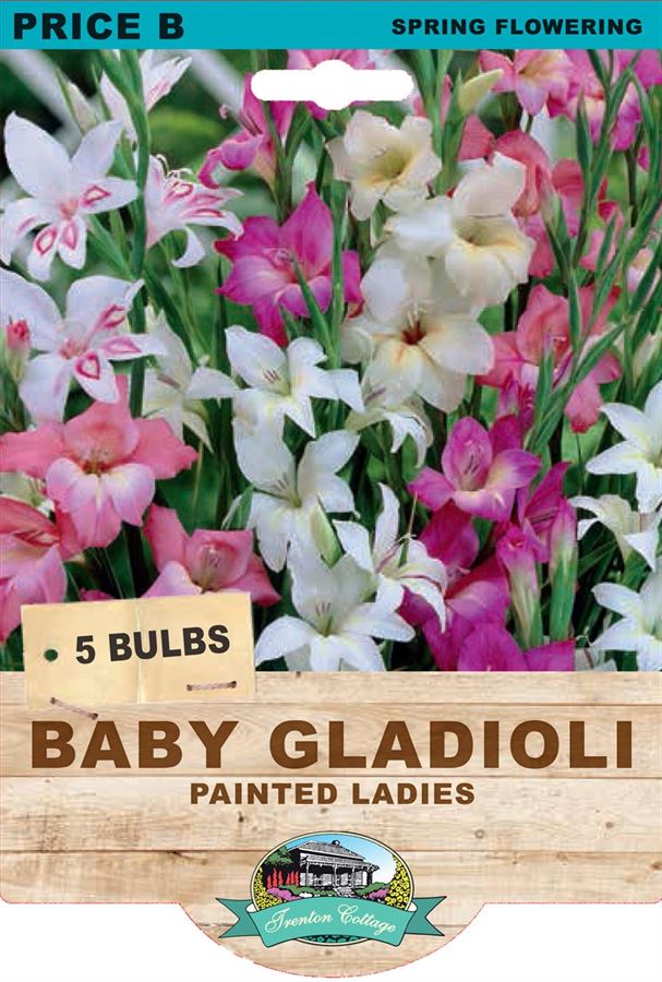Picture of BABY GLADIOLI - PAINTED LADIES