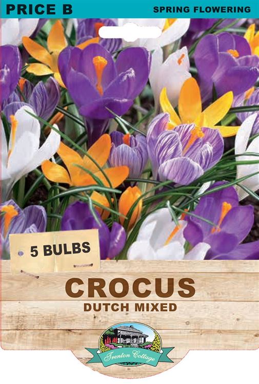 Picture of CROCUS - DUTCH MIXED