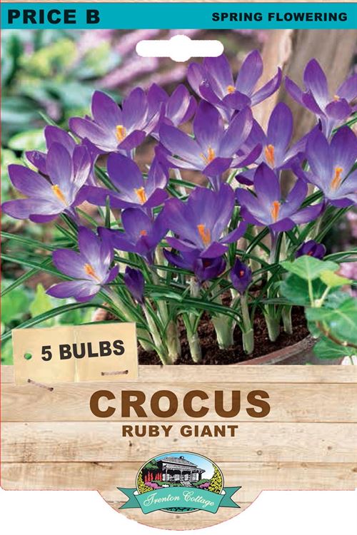 Picture of CROCUS - RUBY GIANT