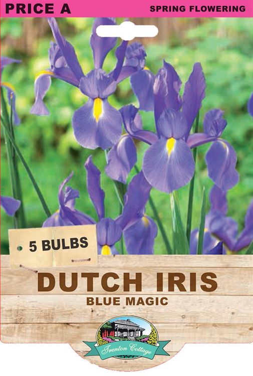 Picture of DUTCH IRIS - BLUE MAGIC