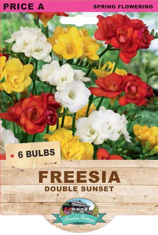 Picture of FREESIA  - DOUBLE SUNSET
