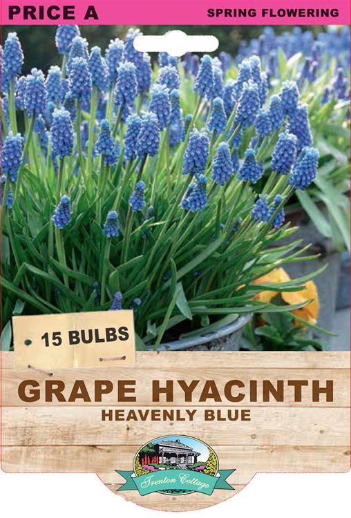 Picture of GRAPE HYACINTH - HEAVENLY BLUE