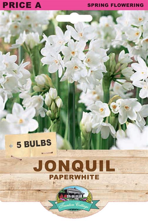 Picture of JONQUIL - PAPERWHITE