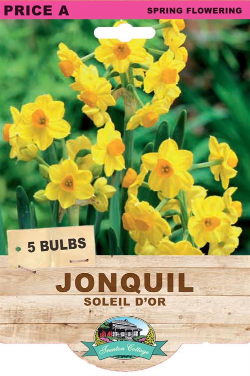 Picture of JONQUIL - SOLEIL D'OR