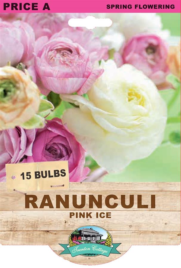 Picture of RANUNCULI - PINK ICE
