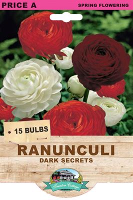 Picture of RANUNCULI - DARK SECRETS