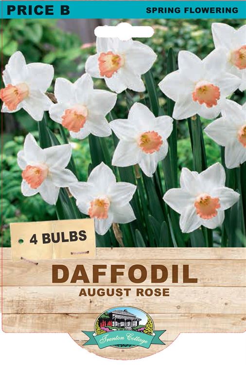 Picture of DAFFODIL - AUGUST ROSE