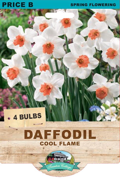 Picture of DAFFODIL - COOL FLAME