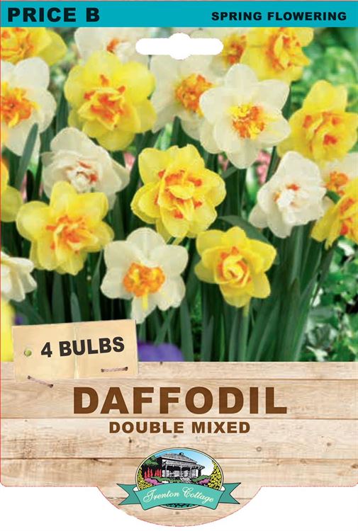 Picture of DAFFODIL - DOUBLE MIXED