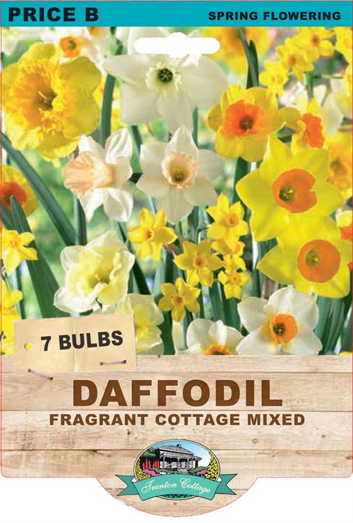 Picture of DAFFODIL - FRAGRANT COTTAGE MIXED