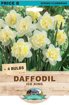 Picture of DAFFODIL - ICE KING