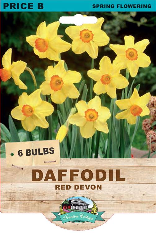 Picture of DAFFODIL - Red Devon
