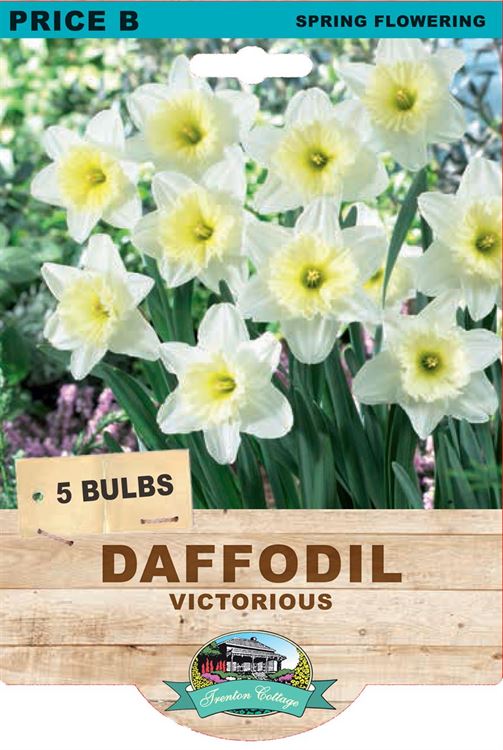 Picture of DAFFODIL - VICTORIOUS 