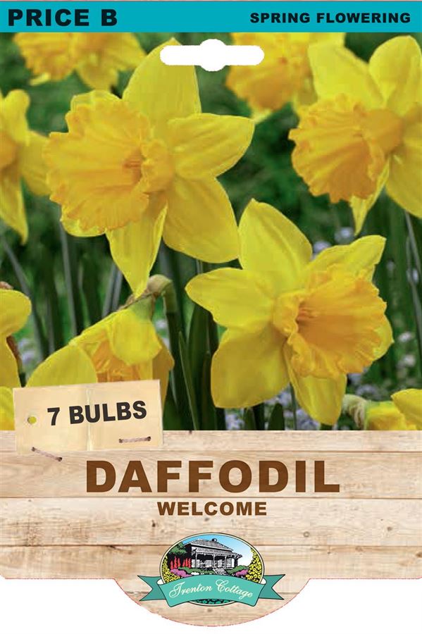 Picture of DAFFODIL - WELCOME