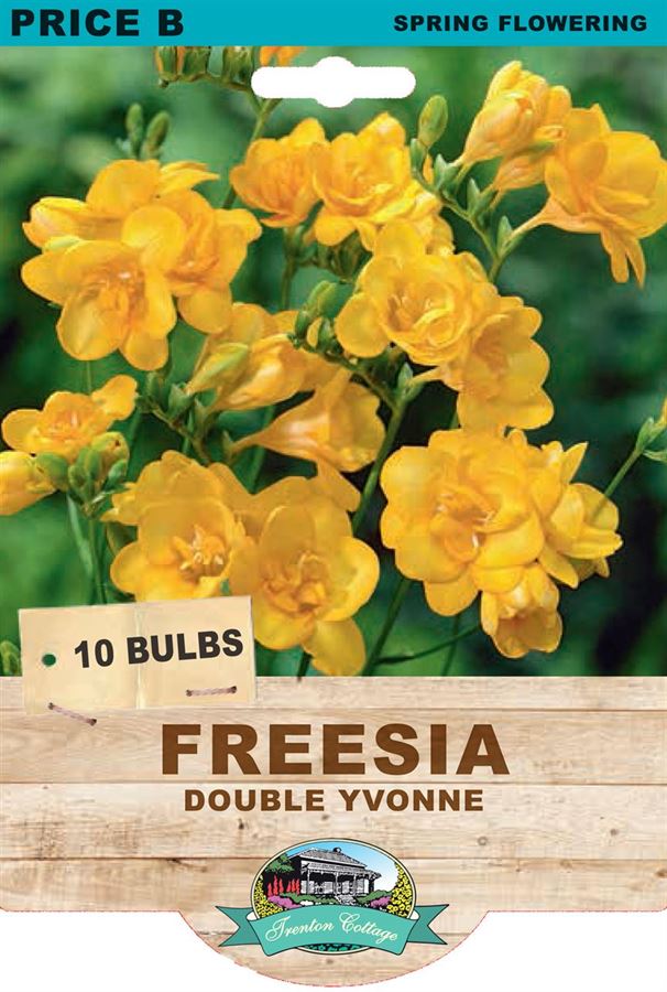 Picture of FREESIA - DOUBLE YVONNE