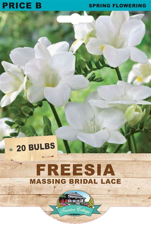 Picture of FREESIA - MASSING BRIDAL LACE