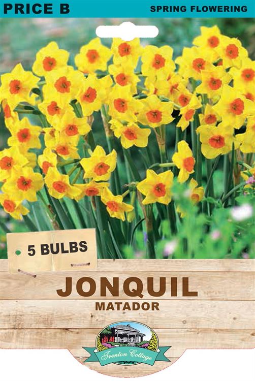 Picture of JONQUIL - MATADOR