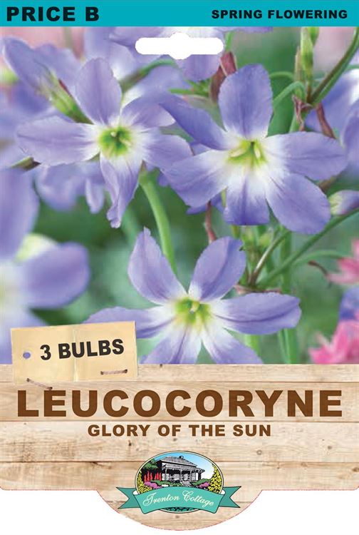 Picture of LEUCOCORYNE - GLORY OF THE SUN