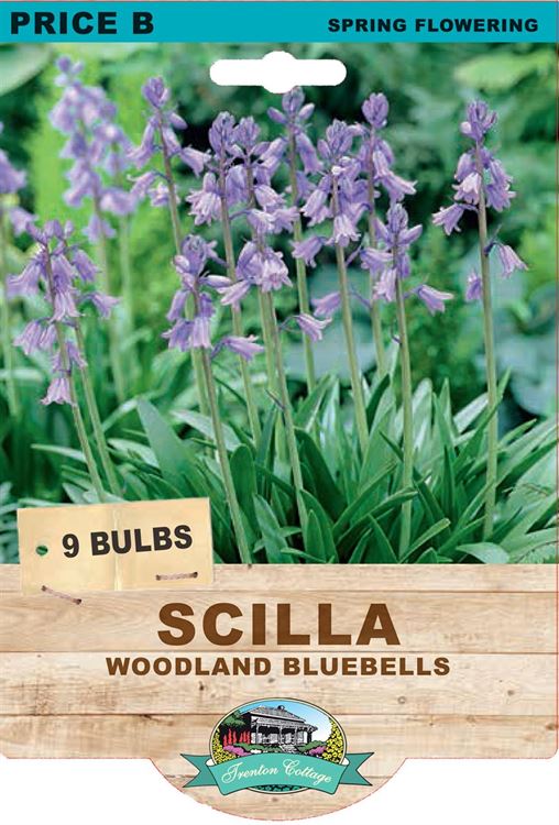 Picture of SCILLA - WOODLAND BLUEBELLS 
