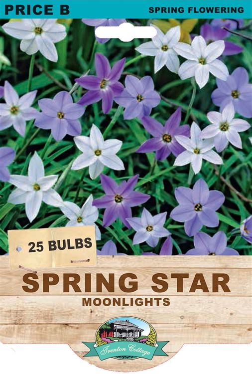 Picture of SPRING STAR - MOONLIGHTS