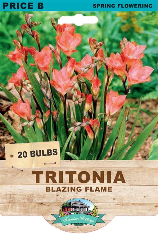 Picture of TRITONIA - BLAZING FLAME