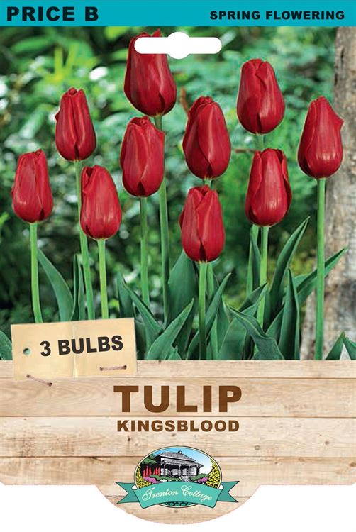 Picture of TULIP - KINGSBLOOD