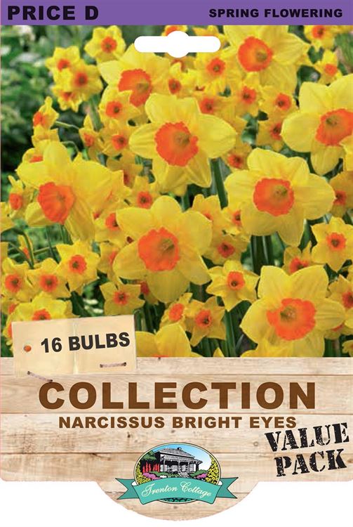 Picture of COLLECTION - NARCISSUS BRIGHT EYES