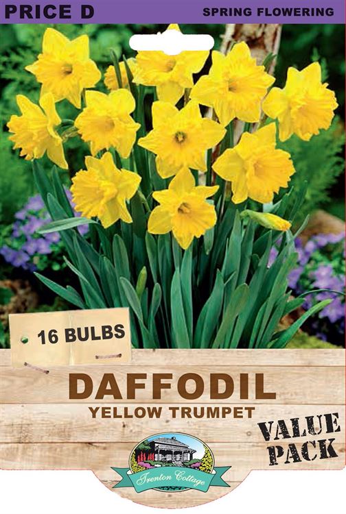 Picture of DAFFODIL - YELLOW TRUMPET