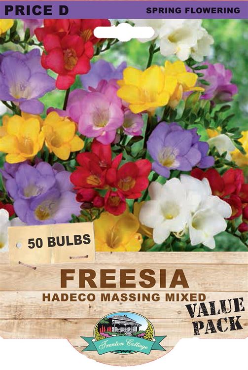 Picture of FREESIA  - HADECO MASSING MIXED