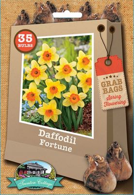 Picture of DAFFODIL - FORTUNE