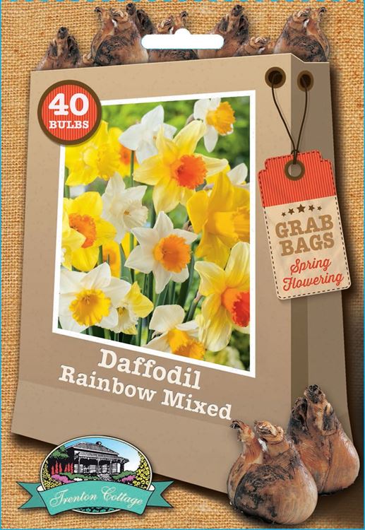 Picture of DAFFODIL - RAINBOW MIXED