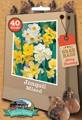 Picture of JONQUIL - MIXED
