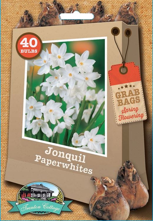Picture of JONQUIL - PAPERWHITE