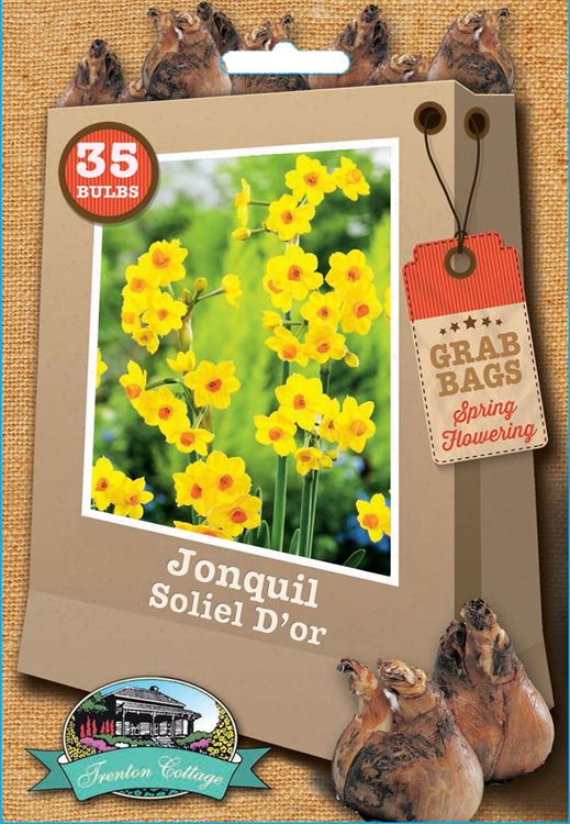Picture of JONQUIL - SOLIEL D'OR