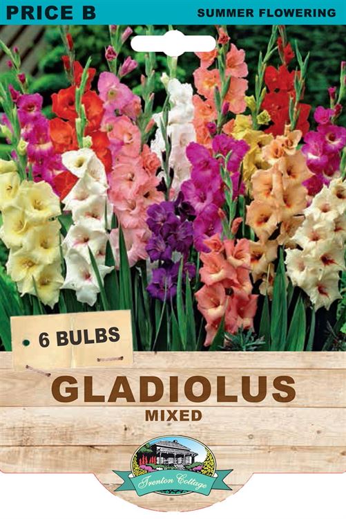 Picture of GLADIOLUS - MIXED