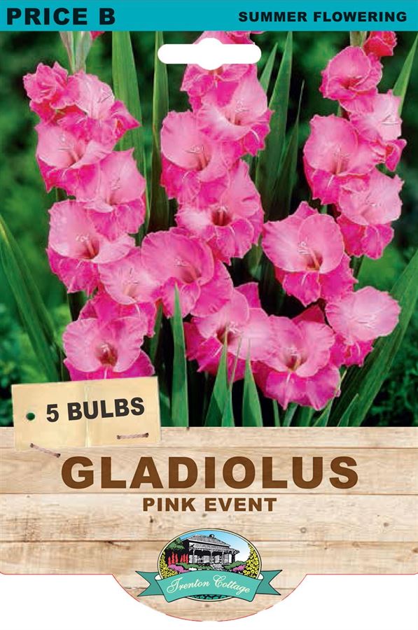 Picture of GLADIOLUS - PINK EVENT
