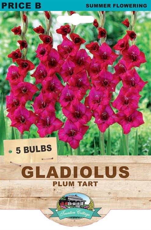 Picture of GLADIOLUS - PLUM TART