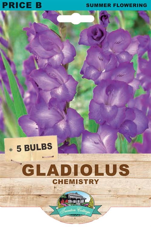 Picture of GLADIOLUS - CHEMISTRY