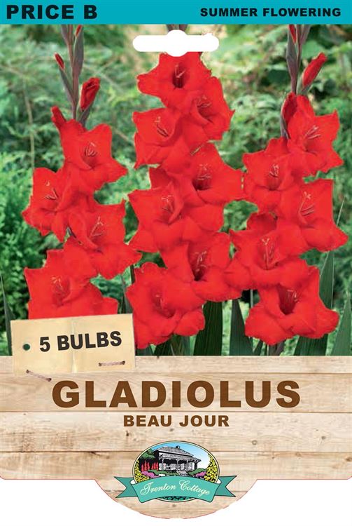 Picture of GLADIOLUS - BEAU JOUR
