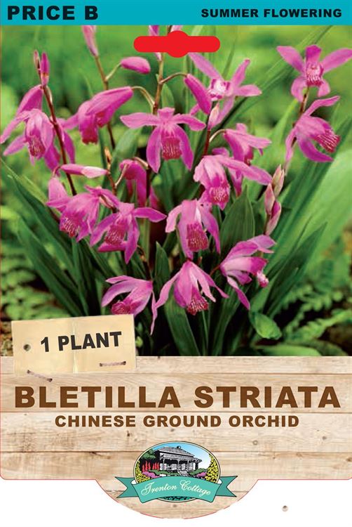 Picture of BLETILLA STRIATA - CHINESE GROUND ORCHID