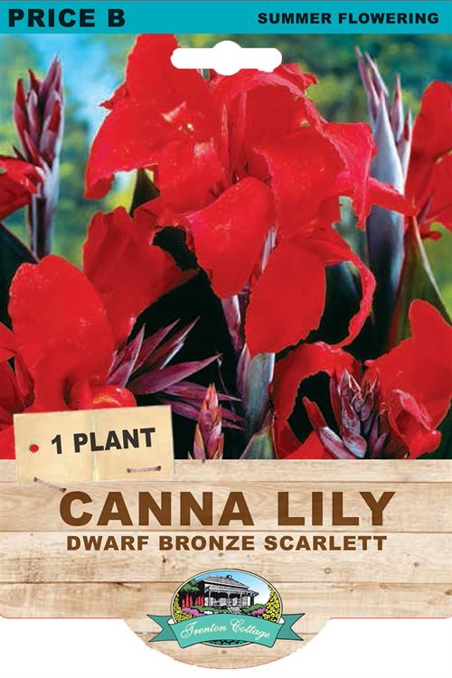 Picture of CANNA LILY - DWARF BRONZE SCARLETT