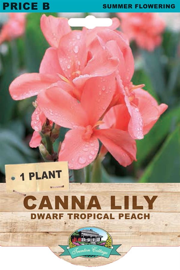 Picture of CANNA LILY - DWARF TROPICAL PEACH
