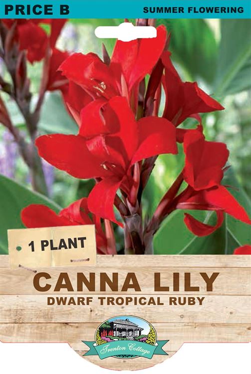 Picture of CANNA LILY - DWARF TROPICAL RUBY