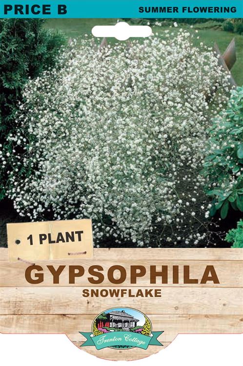 Picture of GYPSOPHILA - SNOWFLAKE