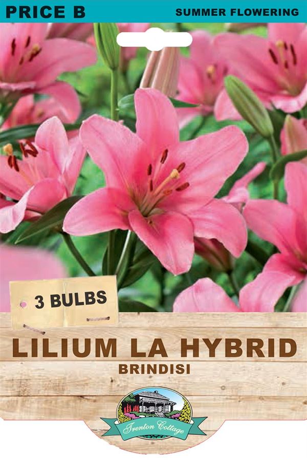 Picture of LILIUM LA HYBRID - BRINDISI