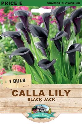 Picture of CALLA LILY - BLACK JACK