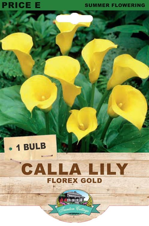 Picture of CALLA LILY - FLOREX GOLD