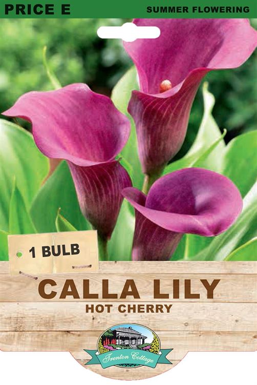 Picture of CALLA LILY - HOT CHERRY