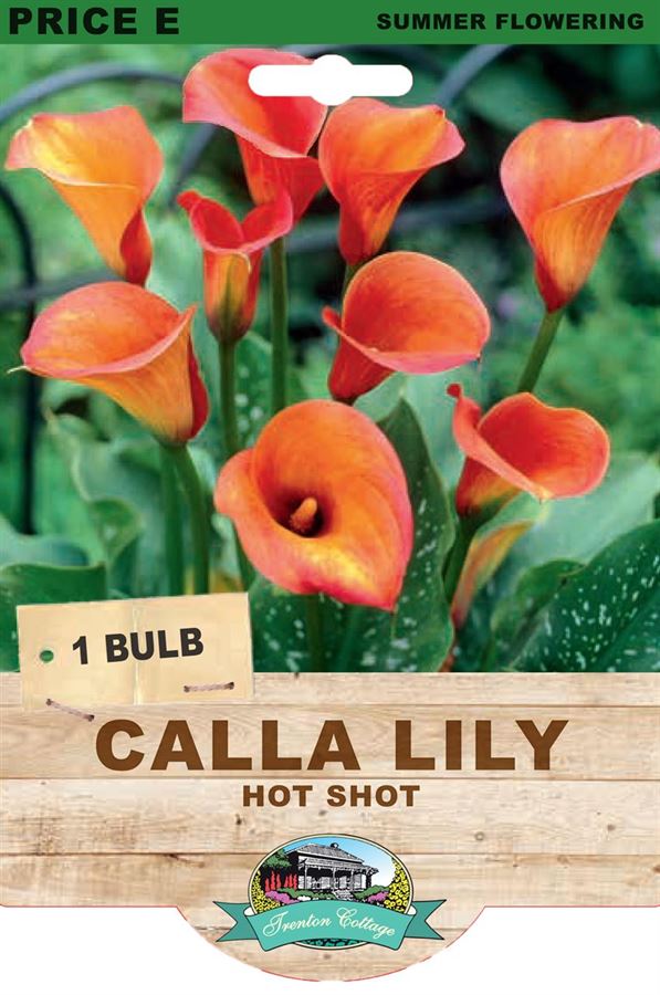 Picture of CALLA LILY - HOT SHOT
