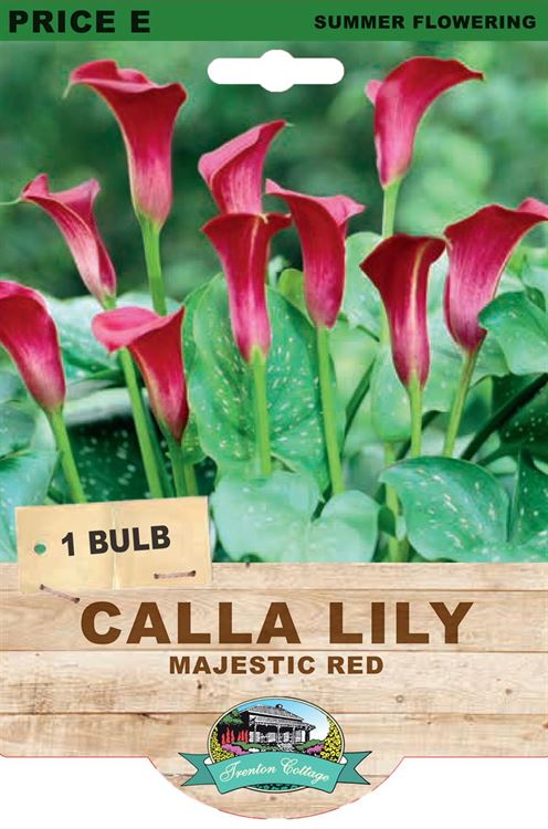 Picture of CALLA LILY - MAJESTIC RED
